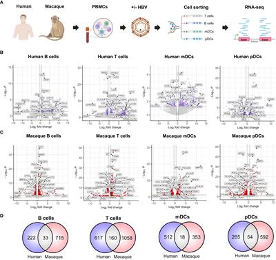 Interspecies comparison of the early transcriptomic changes associated with hepatitis B virus exposure in human and macaque immune cell populations